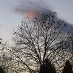 The Crows at Trout Lake (2)