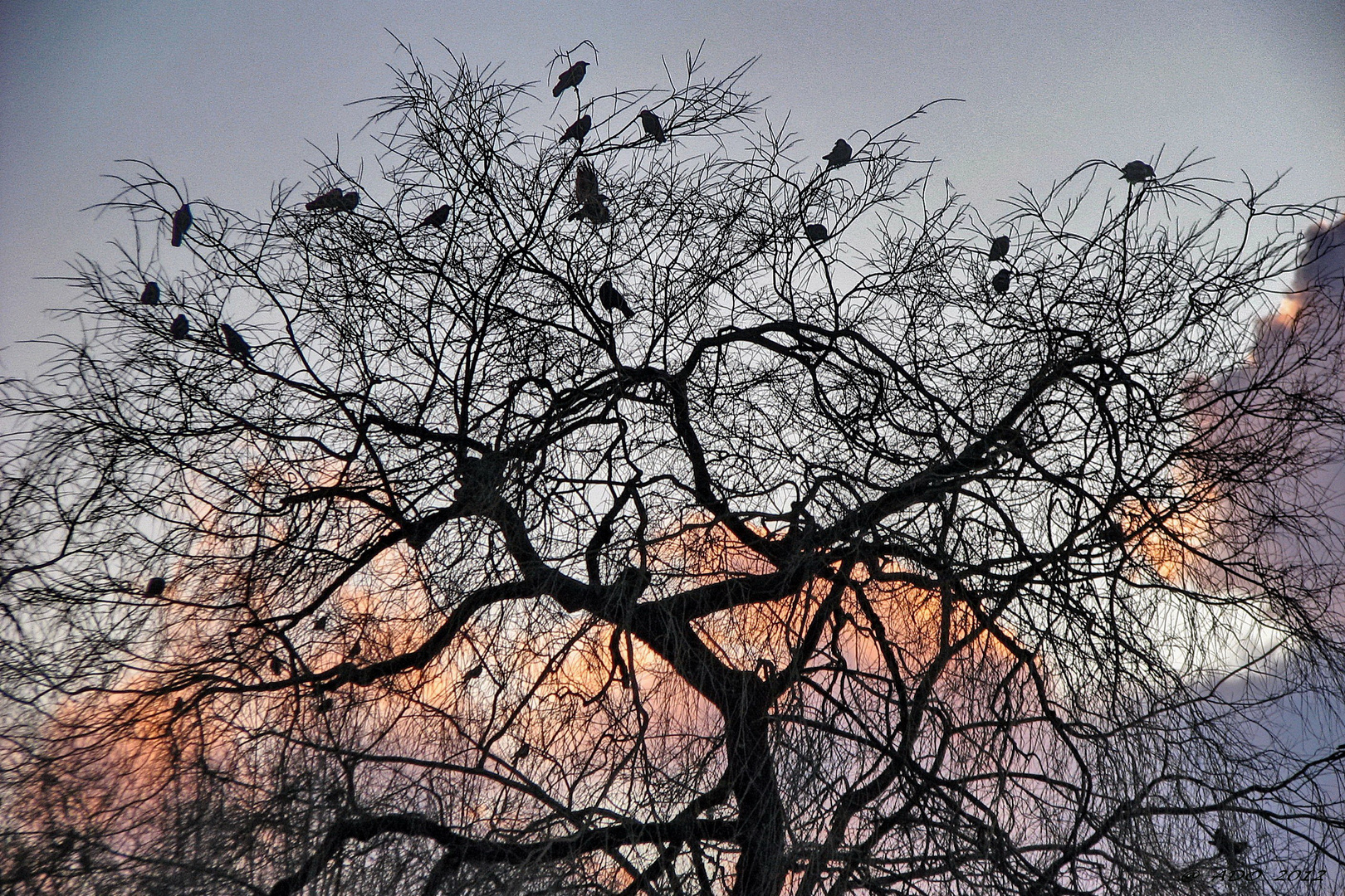 The Crows at Trout Lake