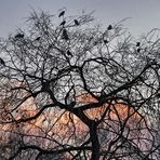 The Crows at Trout Lake