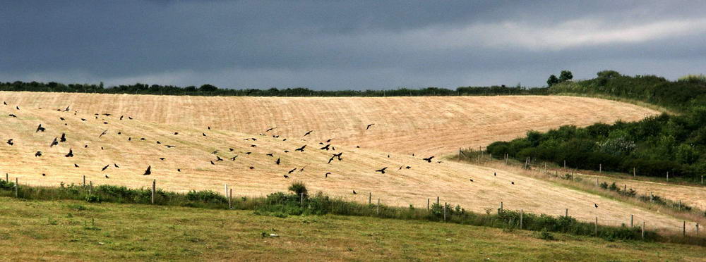 the crows of devon