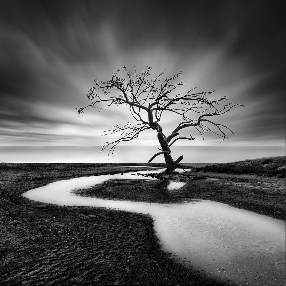 The Crying Tree photo & image landscape, coastal areas, nature images