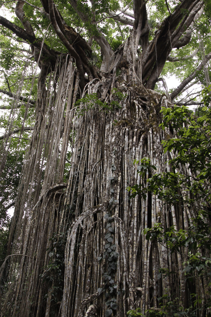 the curtain fig-tree