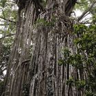 the curtain fig-tree