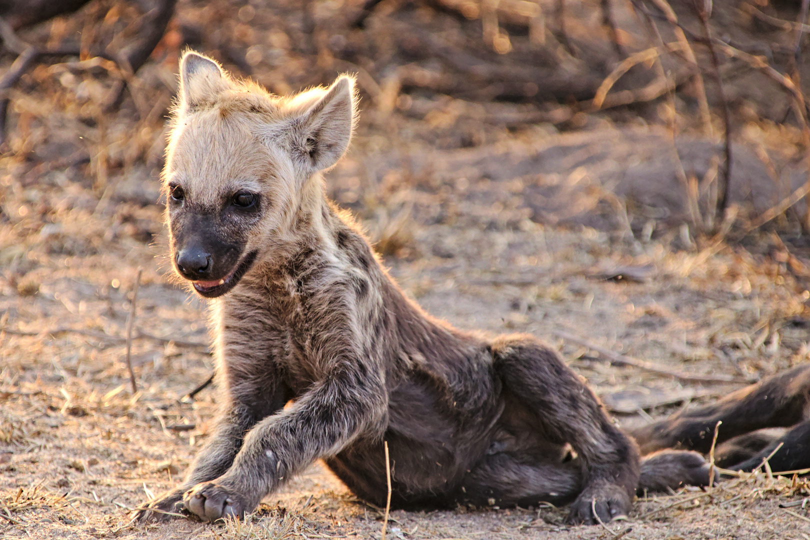 The cute hyena