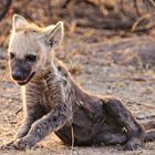 The cute hyena