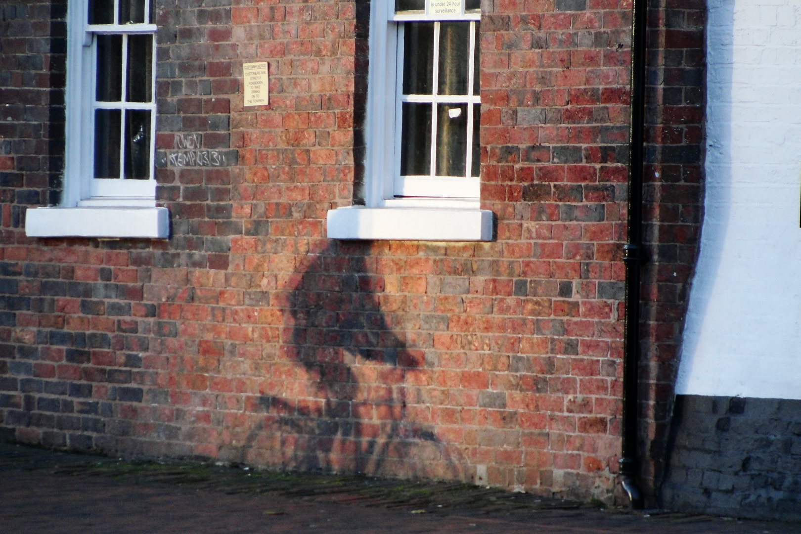 the cyclist