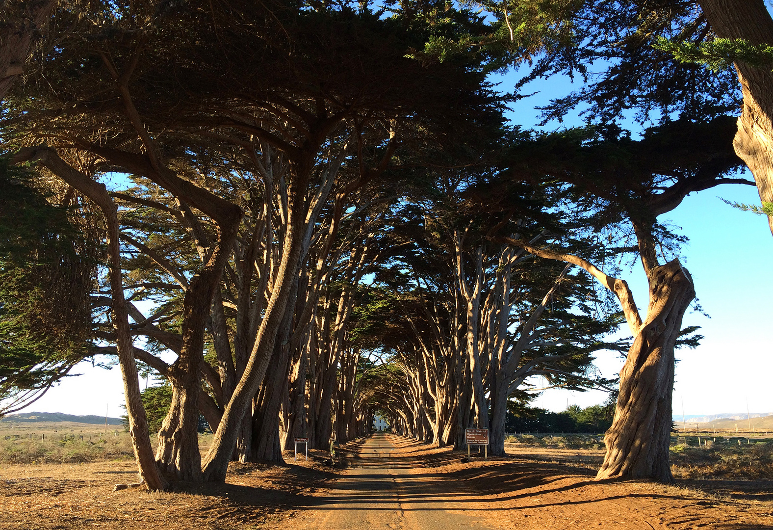 The Cypress Tree Tunnel