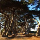 The Cypress Tree Tunnel