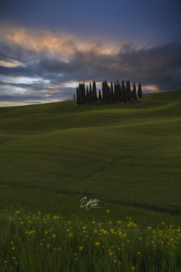 The Cypress Trees near San Quirico d’Orcia