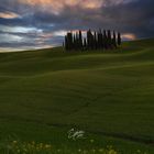 The Cypress Trees near San Quirico d’Orcia