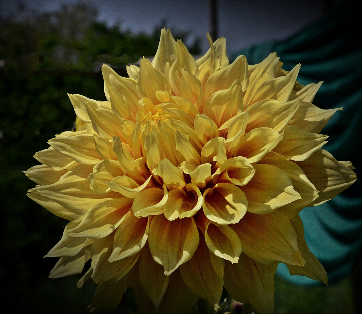 the Dahlia