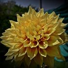 the Dahlia