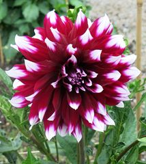 The Dahlia Queen