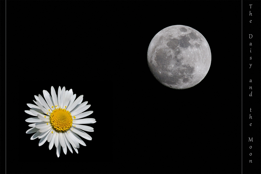 The Daisy and the Moon