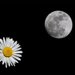 The Daisy and the Moon