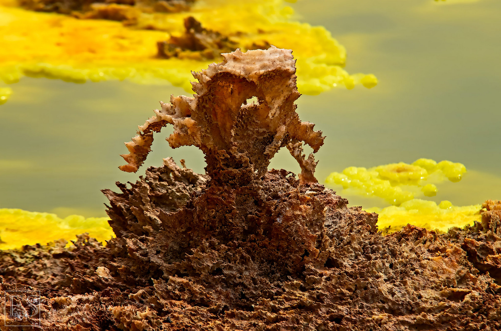 The Dallol Alien