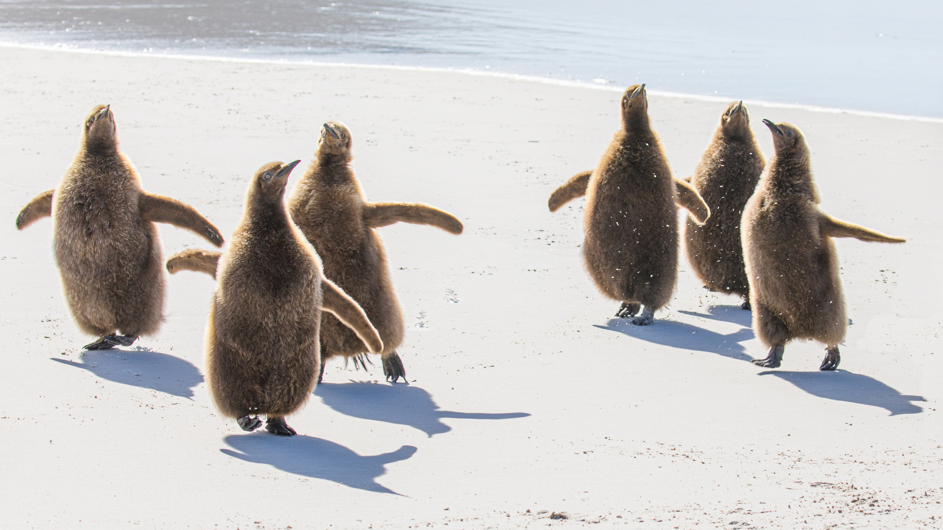 The Dance of the Crazy Chicks