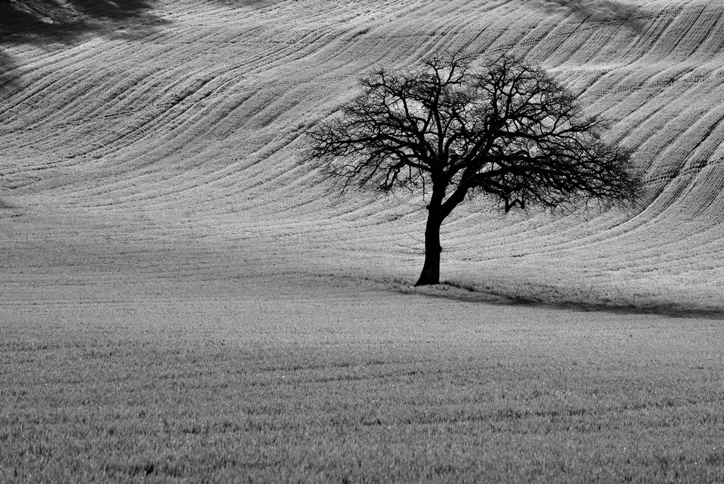 The dance of the life tree