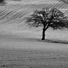 The dance of the life tree