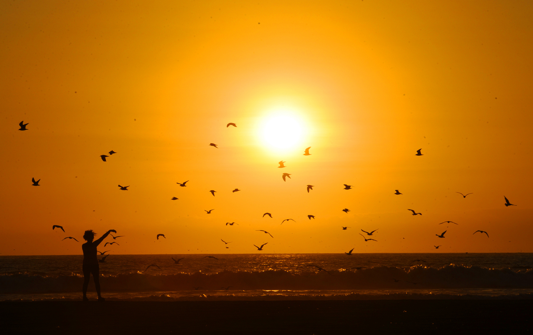 "The Dance of the Seagulls" " El Baile de las Gaviotas"