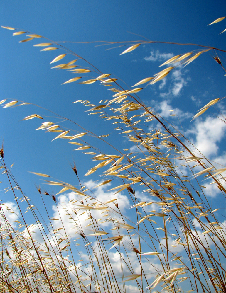 the dance of the wind