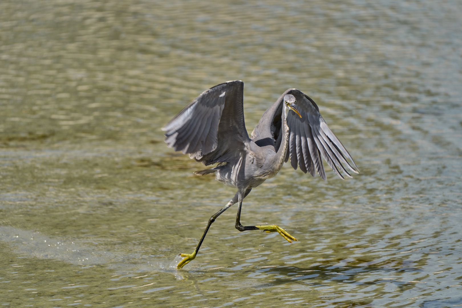 The Dancer 