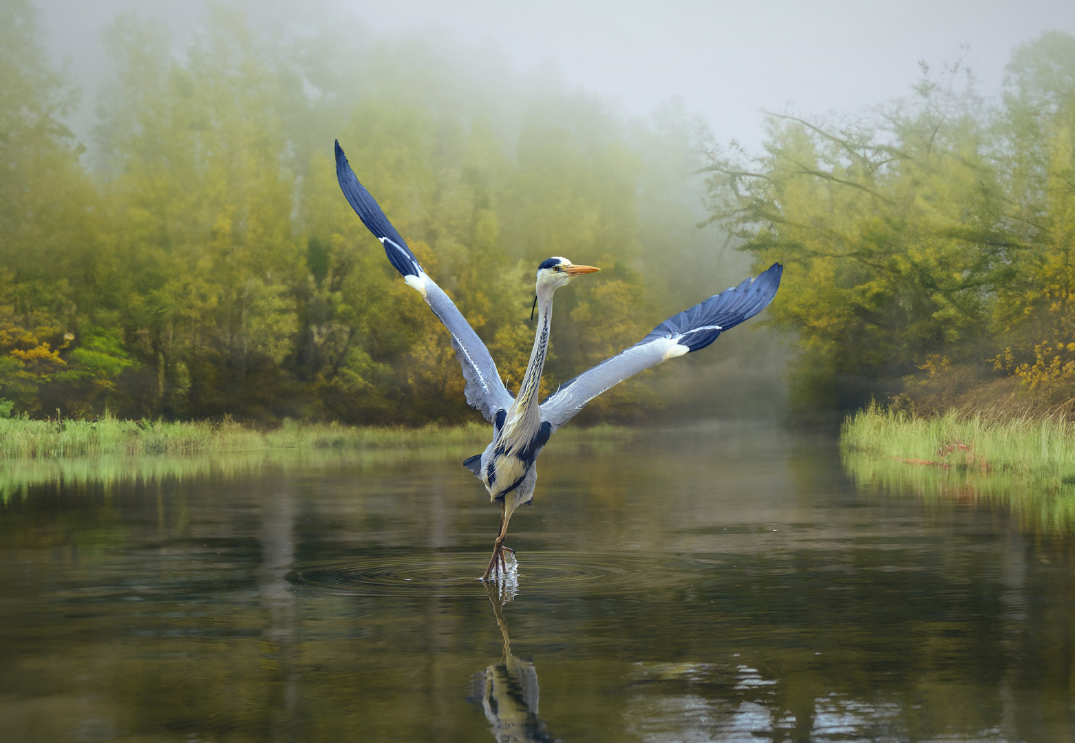 The Dancer 