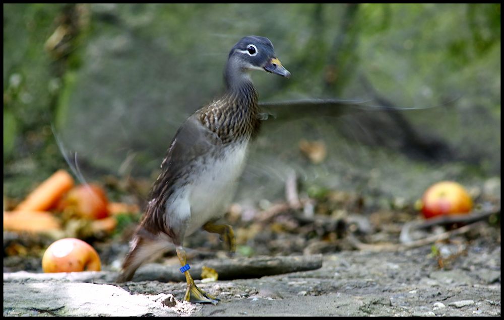 the dancing duck...