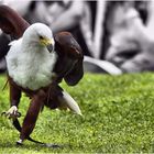 the dancing eagle...