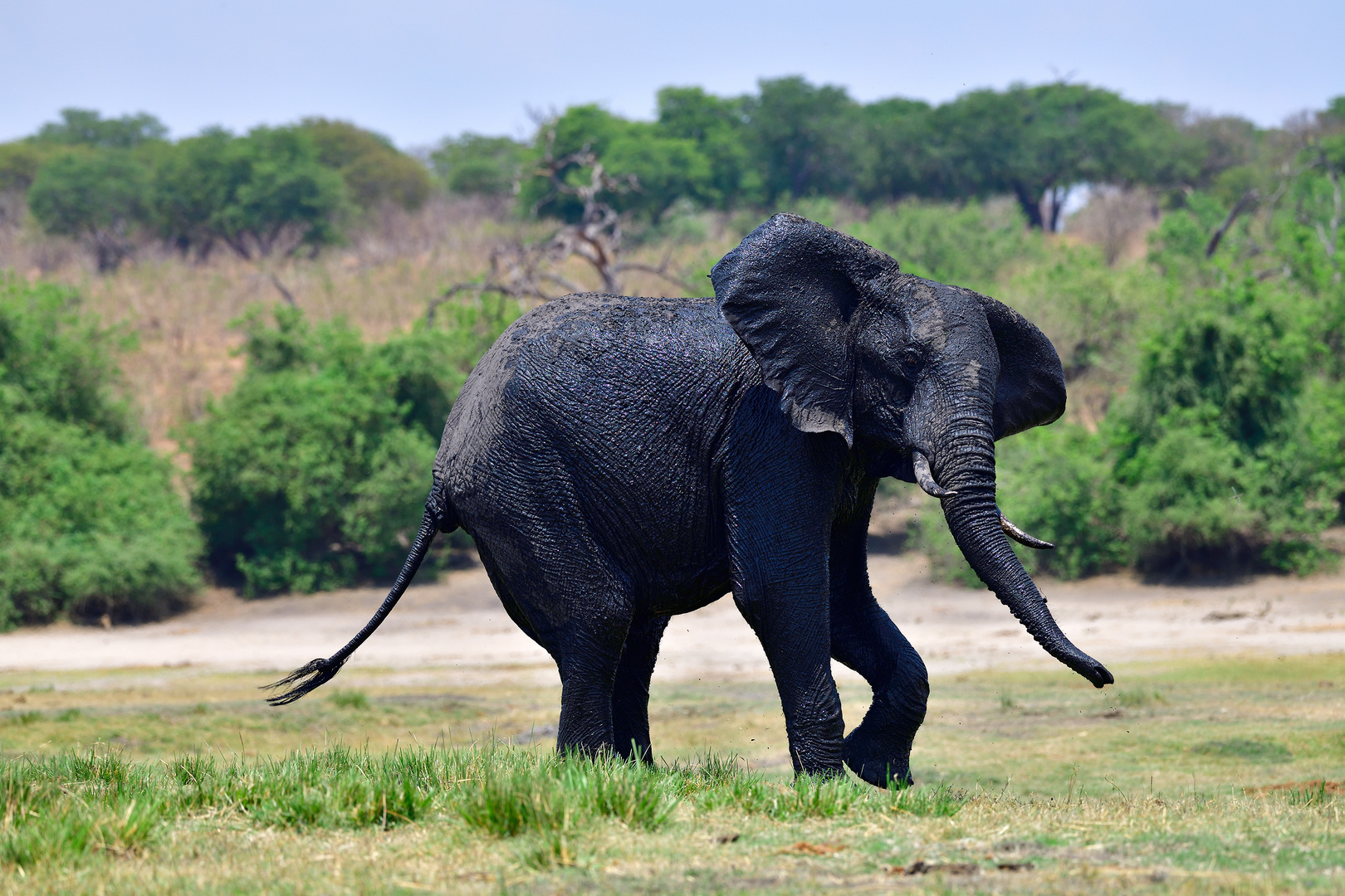 The dancing elephant