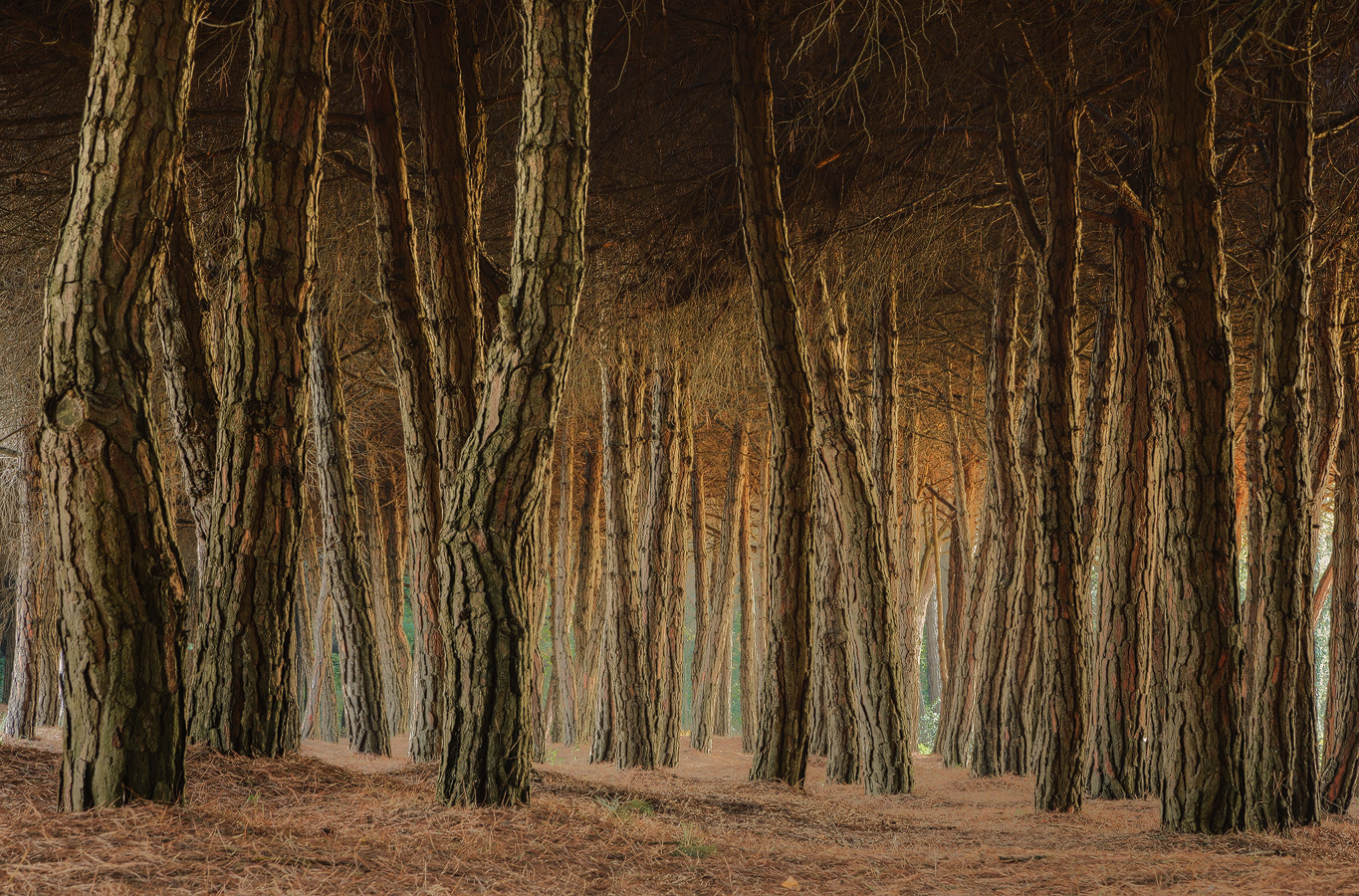 The dancing trees