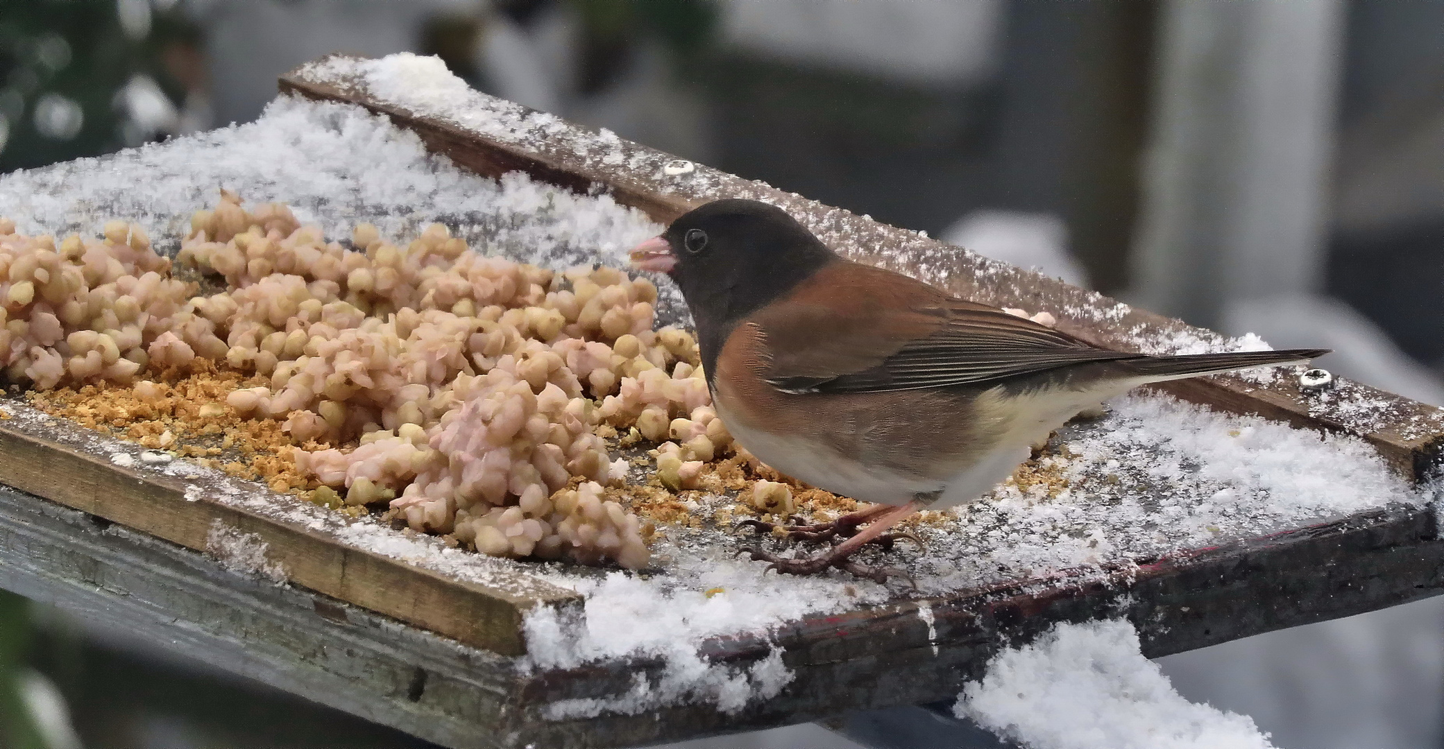 The Dark-eyed or Oregon Junco