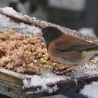 The Dark-eyed or Oregon Junco