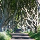 The Dark Hedges