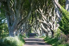 The Dark Hedges