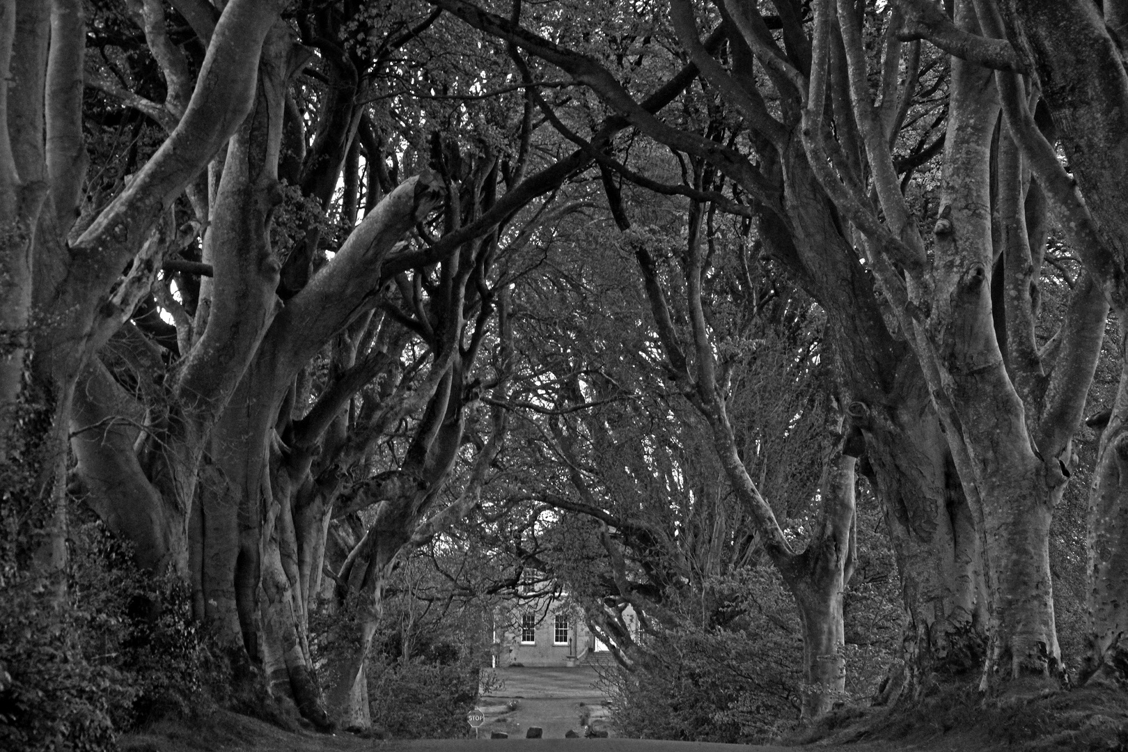 * The Dark Hedges *