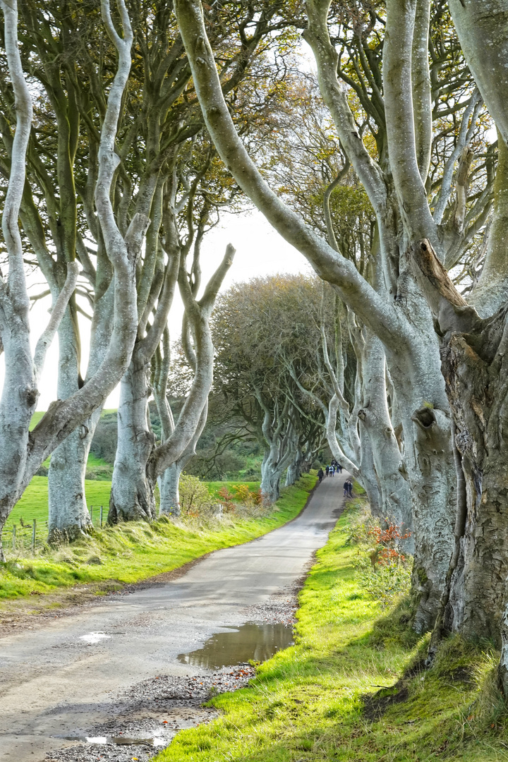 The Dark Hedges