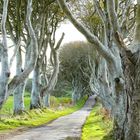 The Dark Hedges