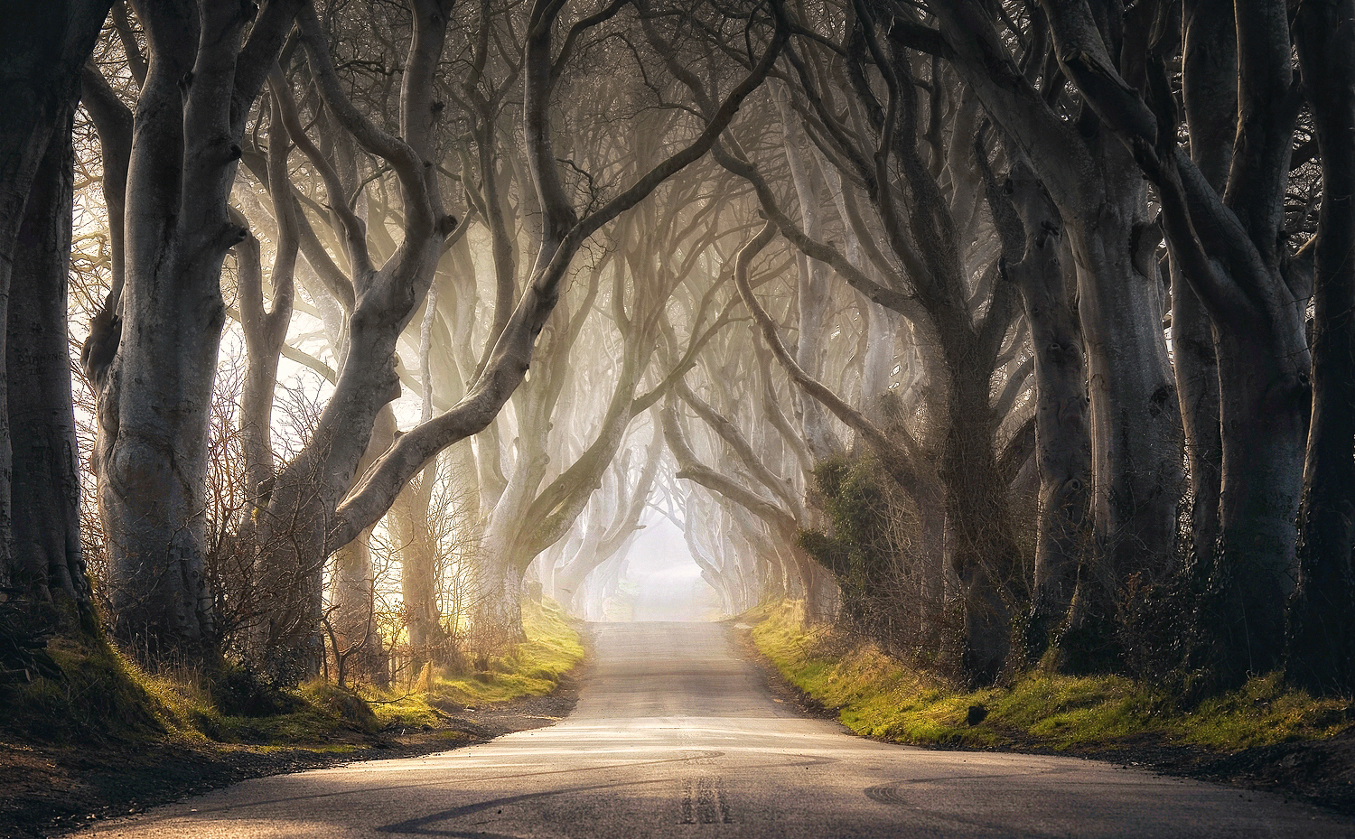 The Dark Hedges