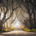 The Dark Hedges