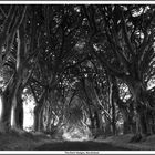 The Dark Hedges