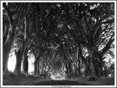 The Dark Hedges