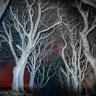 The Dark Hedges