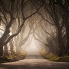 The Dark Hedges