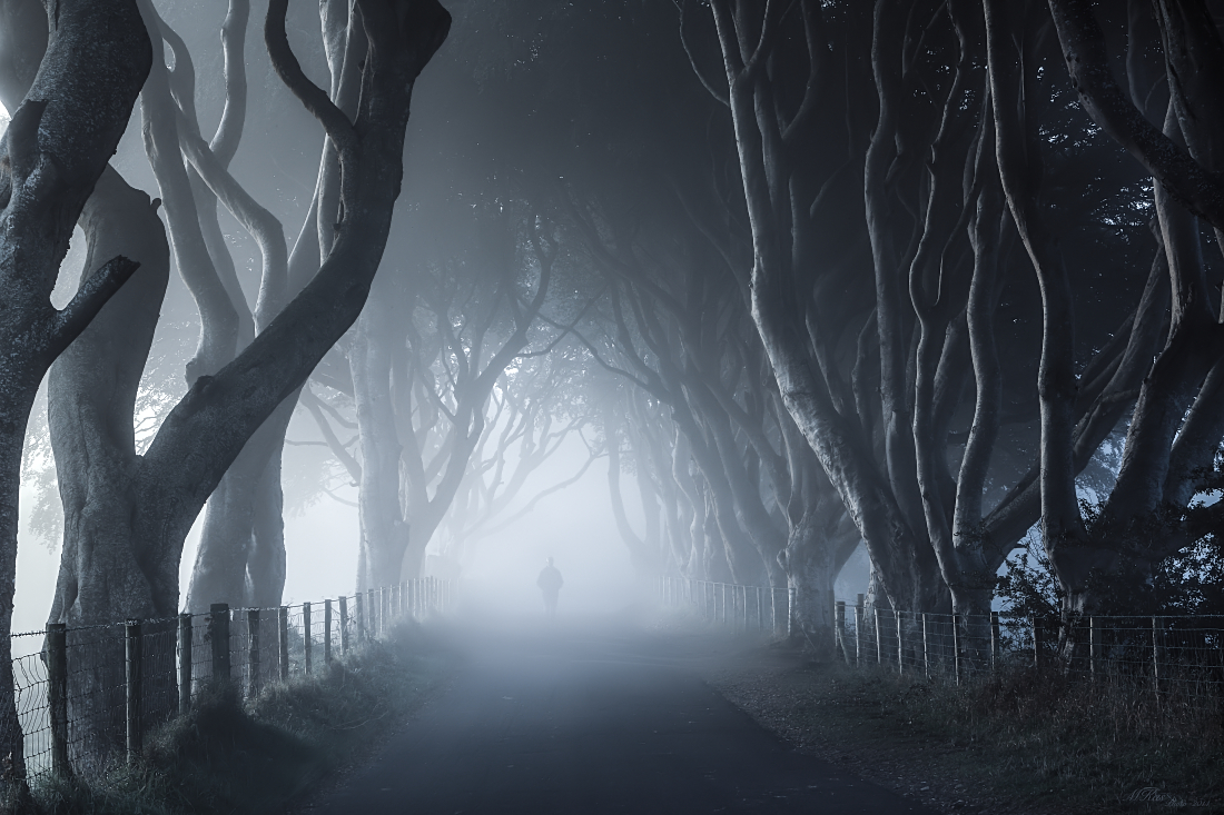 The Dark Hedges