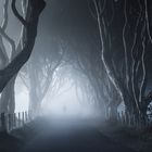 The Dark Hedges