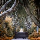 THE DARK HEDGES