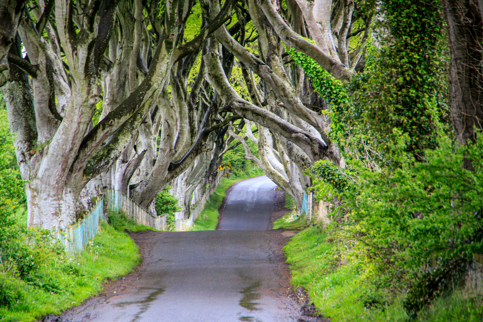 The Dark Hedges