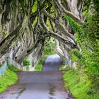 The Dark Hedges