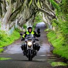 The Dark Hedges 2